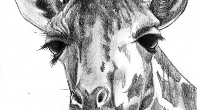girafe